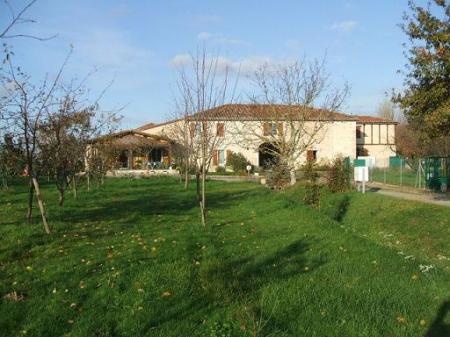 The Lime trees of the Greenway