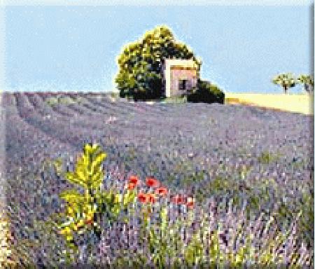 I.C.D.C Provence Home Care