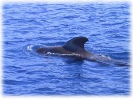 Terra Azul - azores whale watching