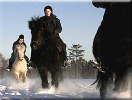 Hällstad Islandshästar