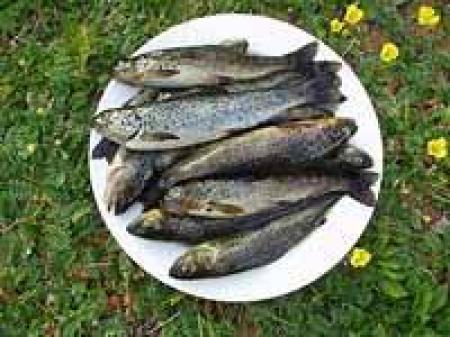 Vandrarhemmet Fredriksberg