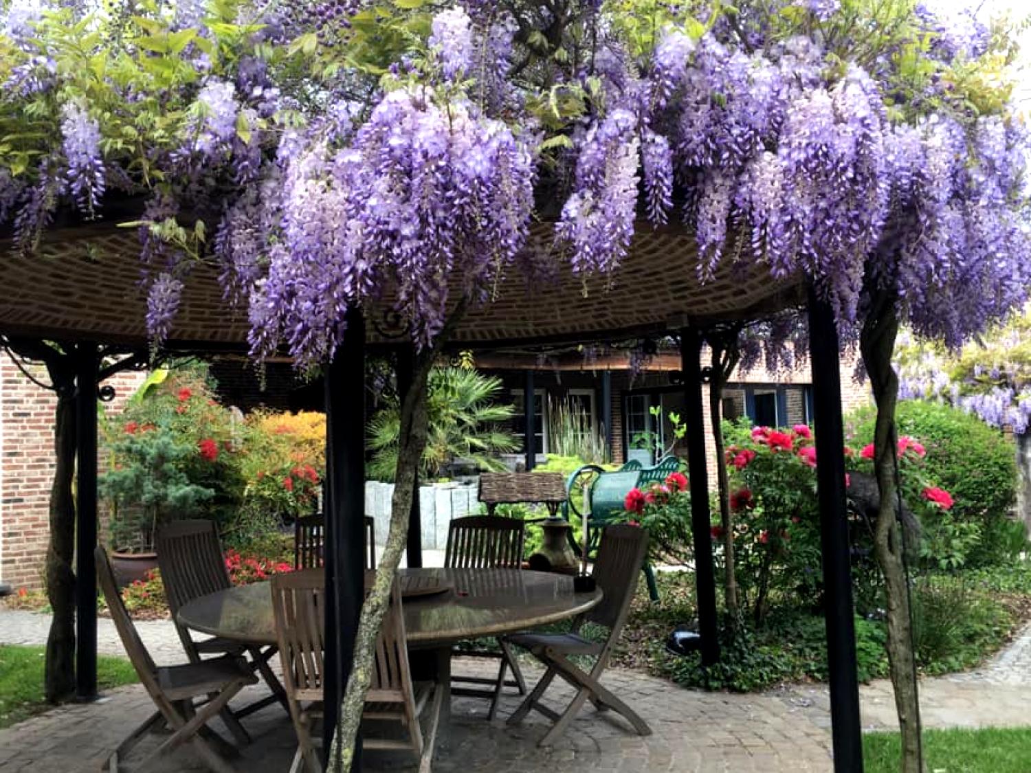 Wisteria