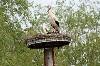04_storch-8635a0930e.jpg