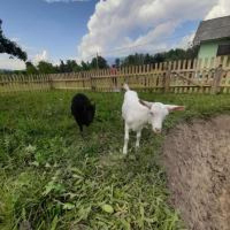 Apartman Julijske Alpe